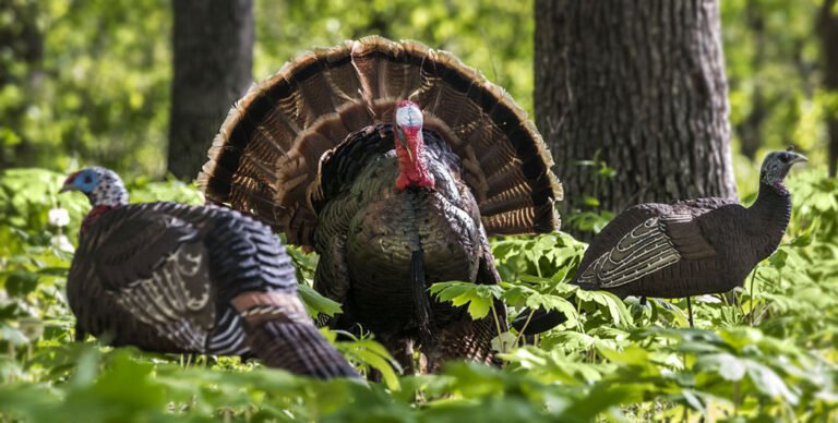 Best Turkey Decoys